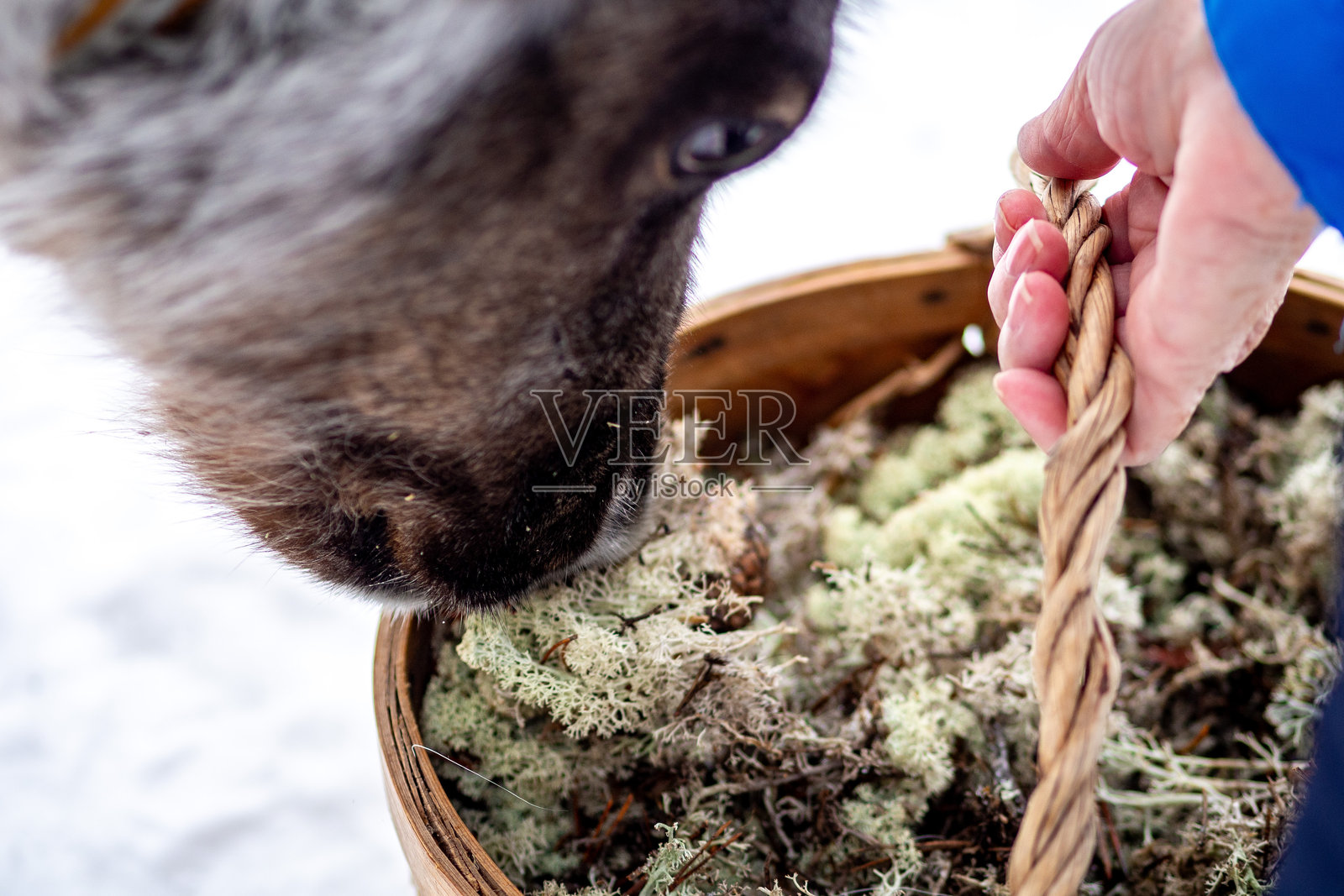 在冬季仙境中喂驯鹿照片摄影图片