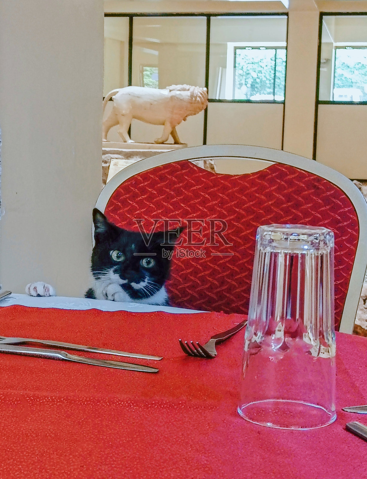 一只猫像客人一样坐在餐桌旁。照片摄影图片