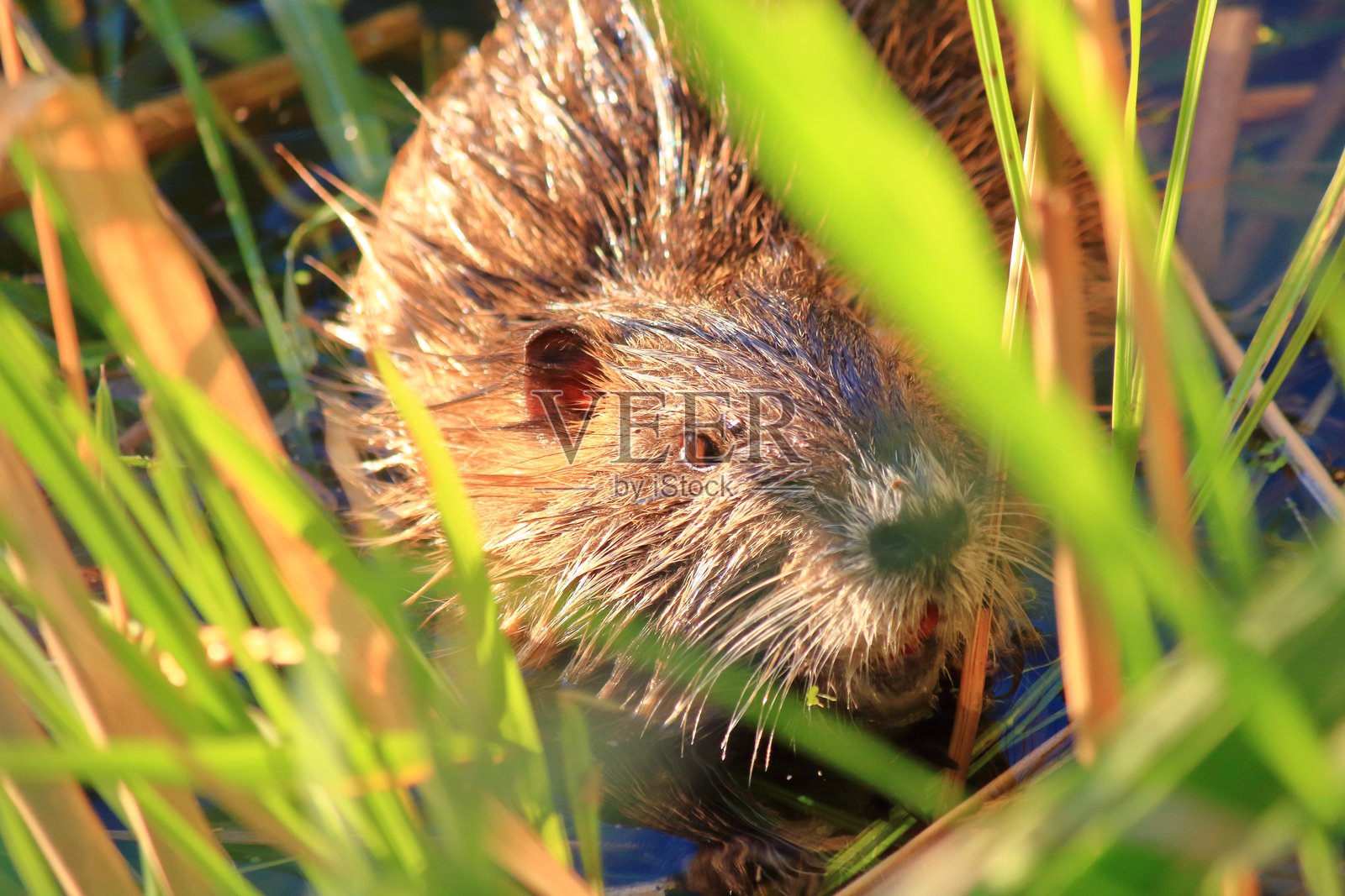 一只水豚站在河岸上照片摄影图片