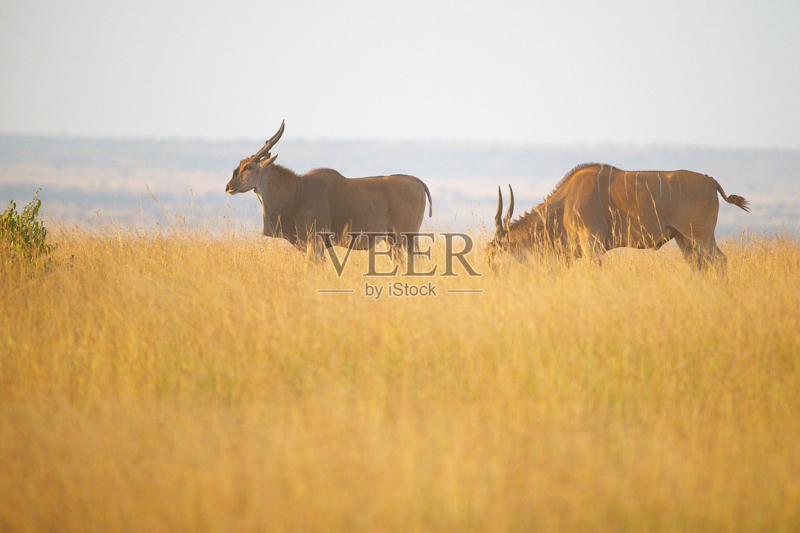 两只大羚羊照片摄影图片