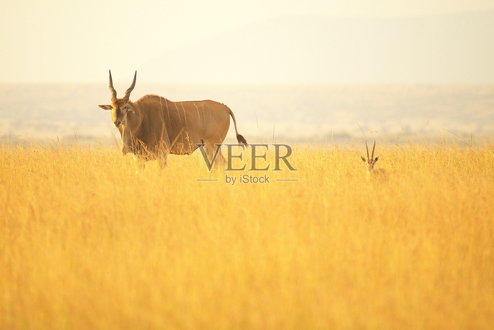 一只大羚羊和一只汤姆森瞪羚照片摄影图片