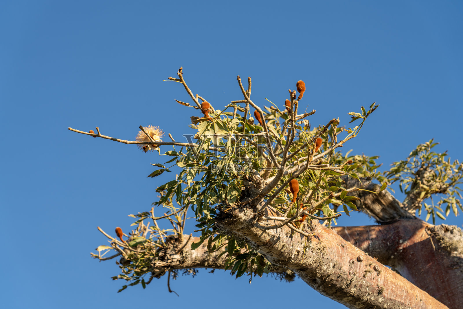 马达加斯加的猴面包树盛开的枝条与蓝天相映。照片摄影图片