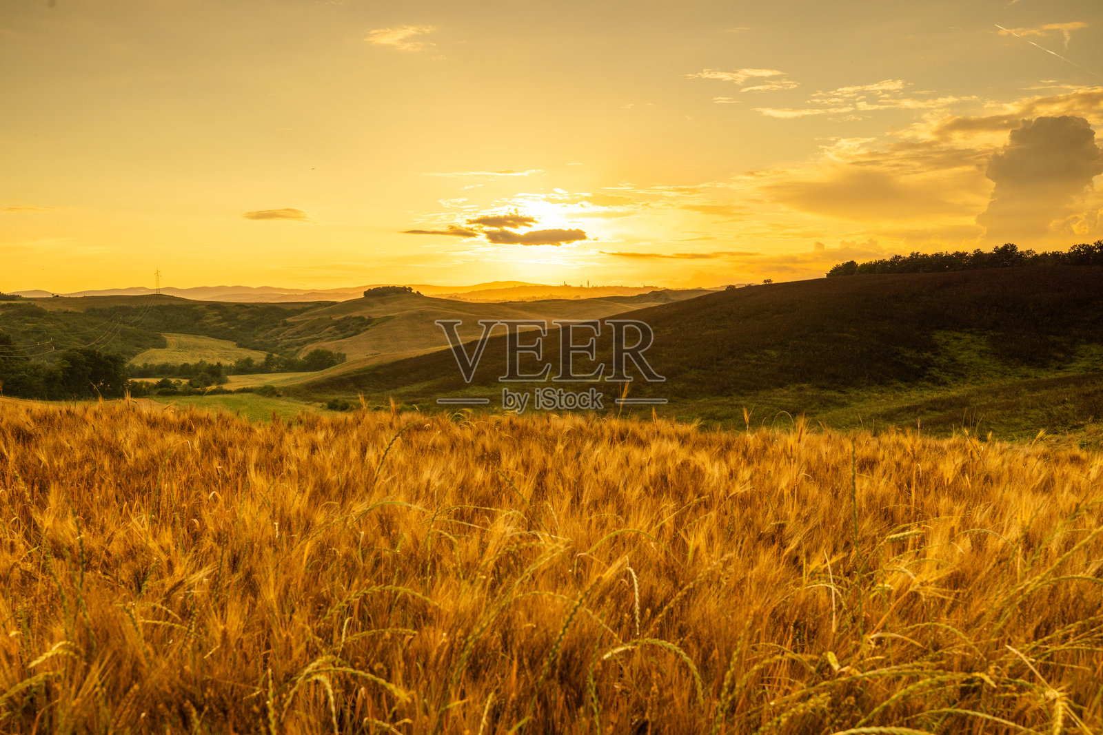 托斯卡纳小麦田的金色时光照片摄影图片