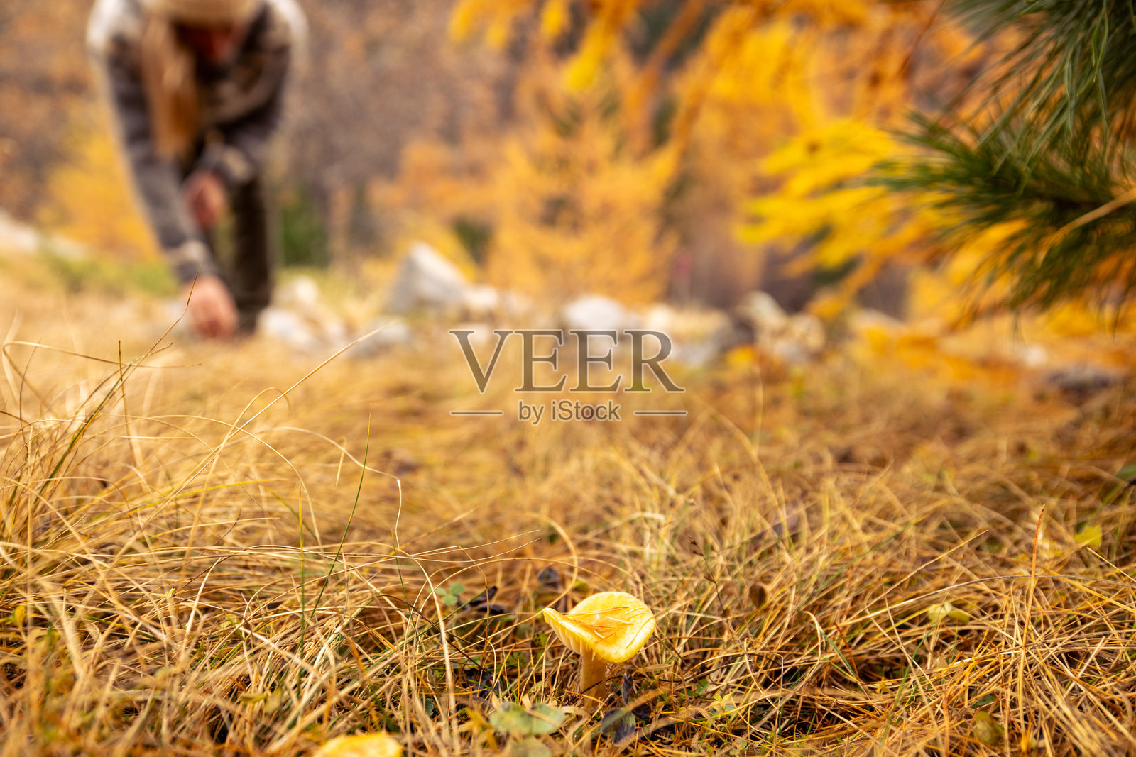 秋季在森林中采集野生蘑菇照片摄影图片