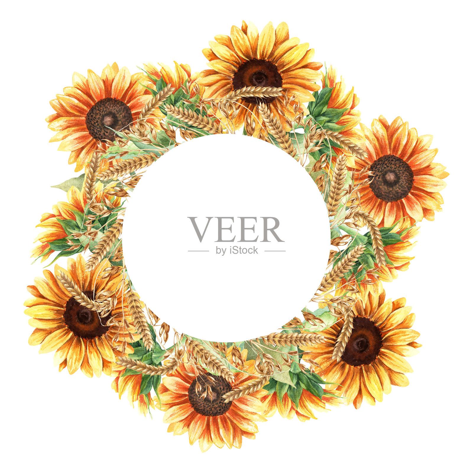 圆形构图，花环，框架，模板，带有黄色向日葵花朵、燕麦枝和麦穗的谷物。手绘水彩插图，独立于白色背景。适用于剪贴画、卡片、标签和包装。插画图片素材