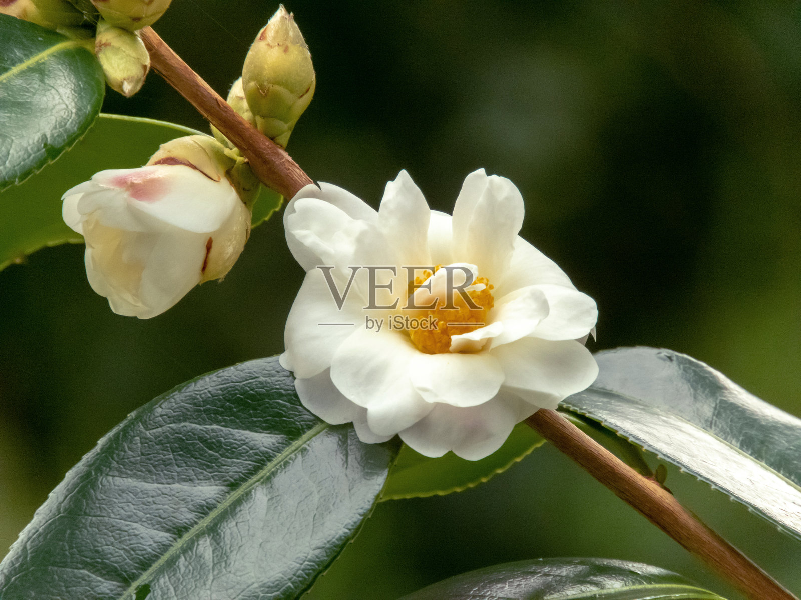 半重瓣白色山茶花、花蕾和光亮的叶子照片摄影图片