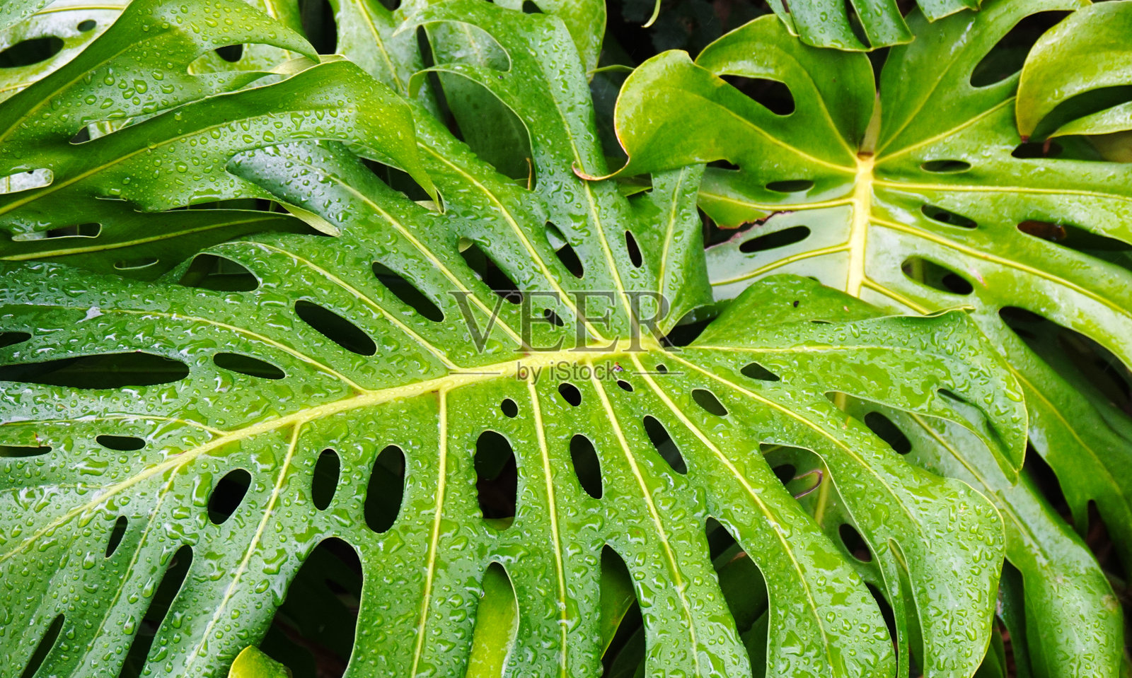 美味怪兽或瑞士奶酪植物的绿色叶子特写。热带植物。照片摄影图片