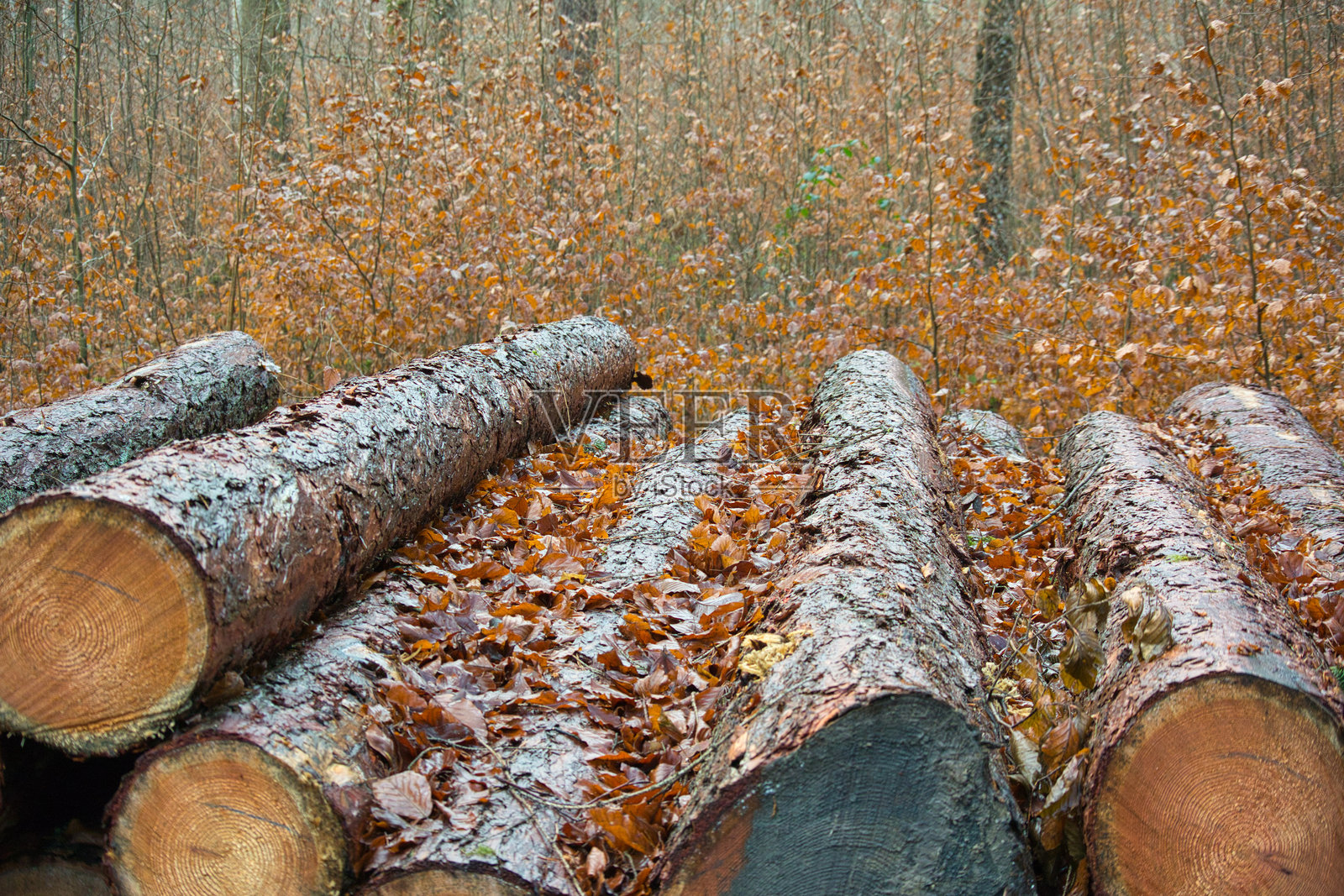森林中的树干照片摄影图片