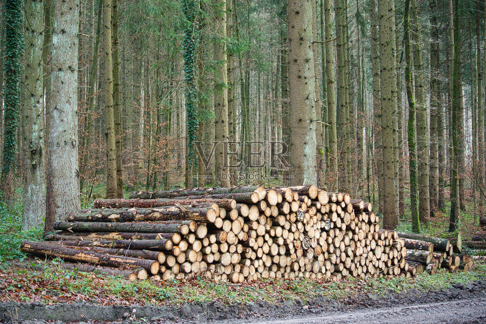 森林中的树干照片摄影图片