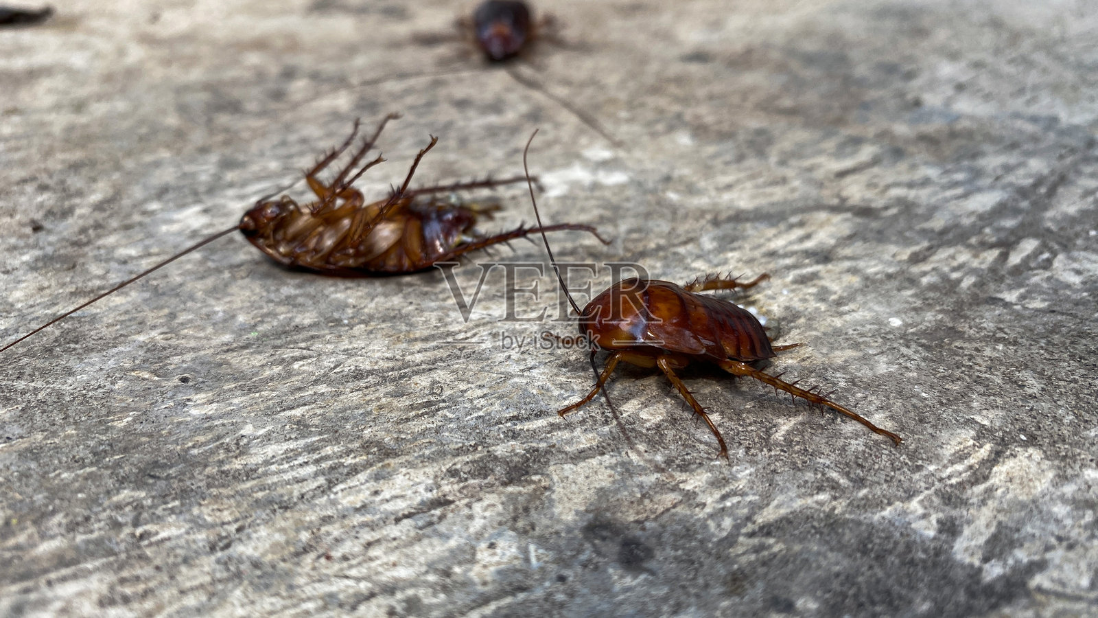 地板上的蟑螂照片摄影图片