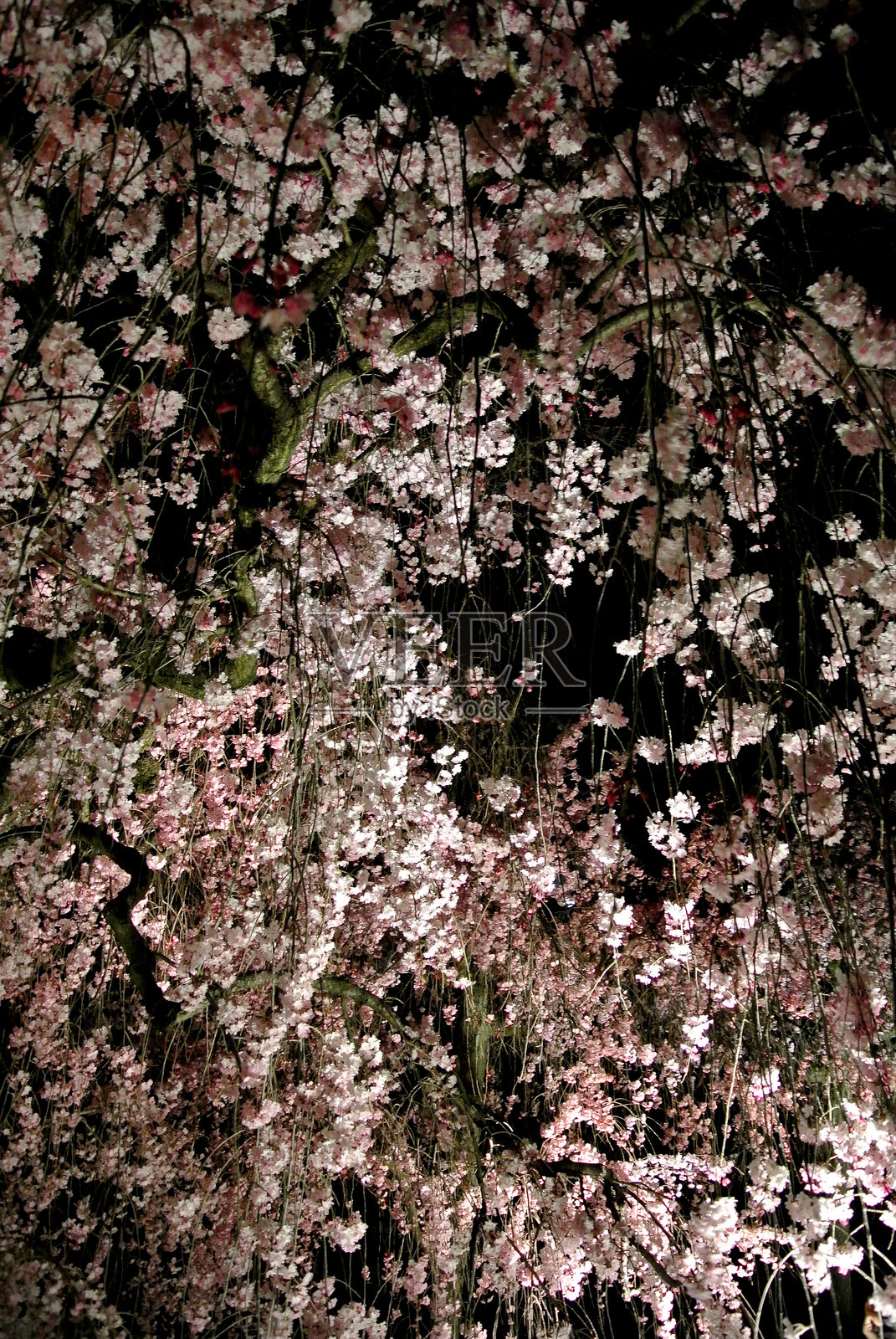 夜间照亮的春季樱花 01照片摄影图片