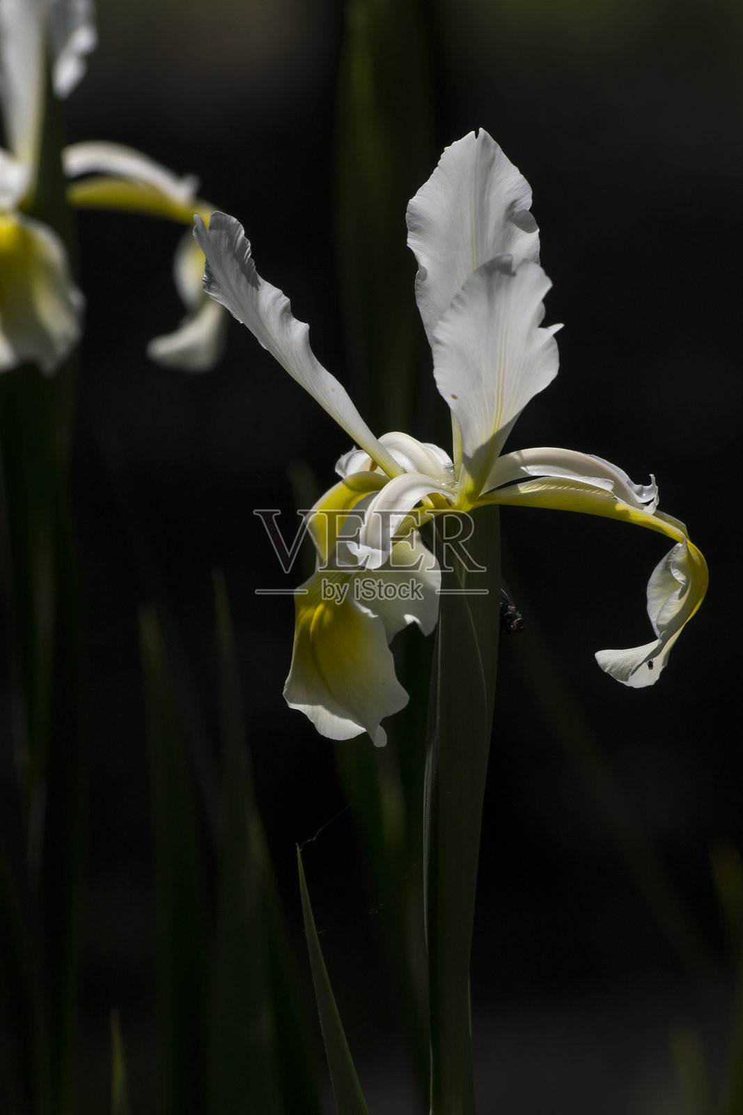 遮蔽鸢尾（Iris Spurio）照片摄影图片
