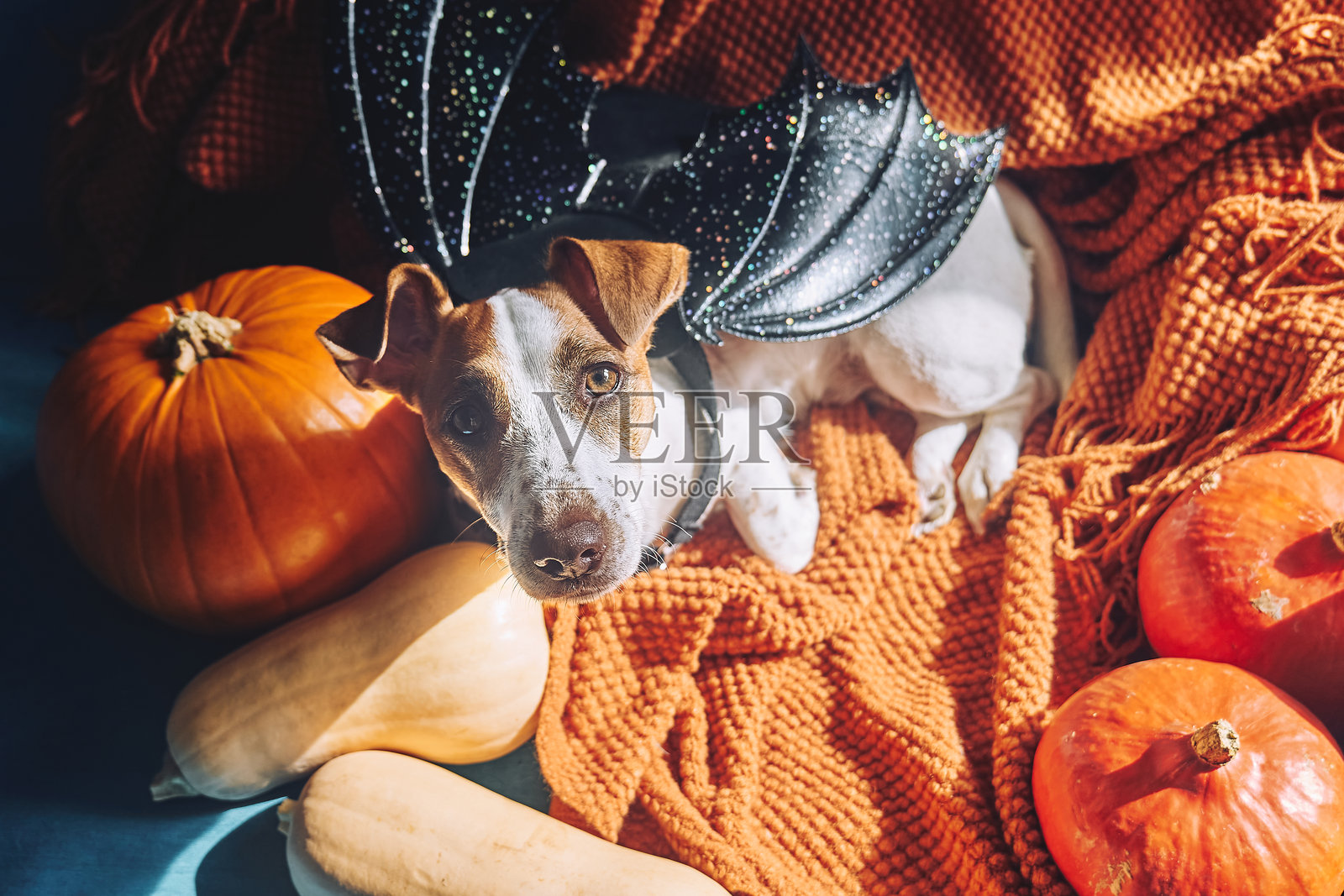 可爱的杰克罗素梗狗狗穿着蝙蝠翅膀，坐在橙色针织毛毯上，周围是万圣节南瓜。秋天的氛围，秋季的感觉。照片摄影图片