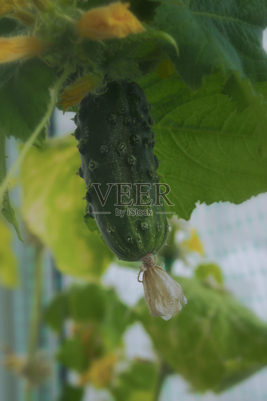 温室中成熟的黄瓜，背景是叶子和花朵，特写。照片摄影图片