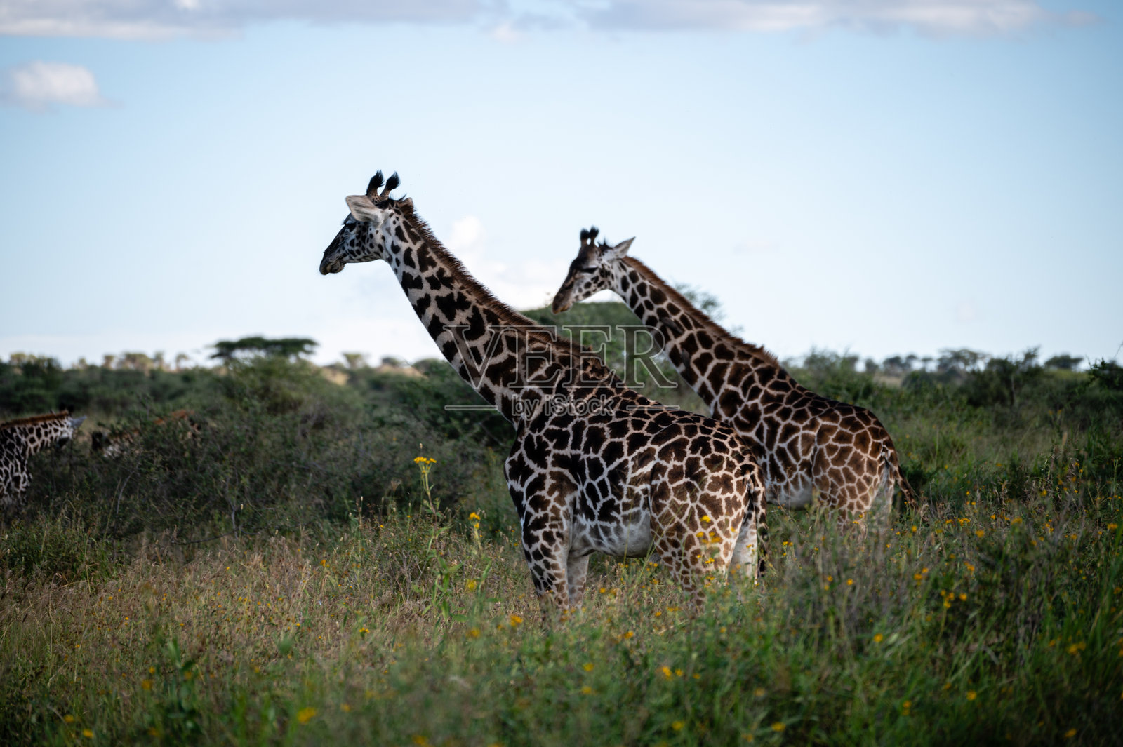 一群长颈鹿，塞伦盖蒂国家公园照片摄影图片