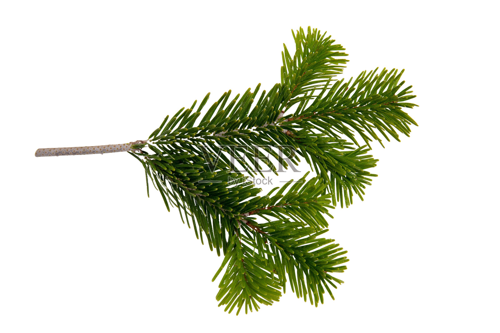 圣诞松树枝在白色背景上独立，近距离拍摄的圣诞绿冷杉树枝照片摄影图片