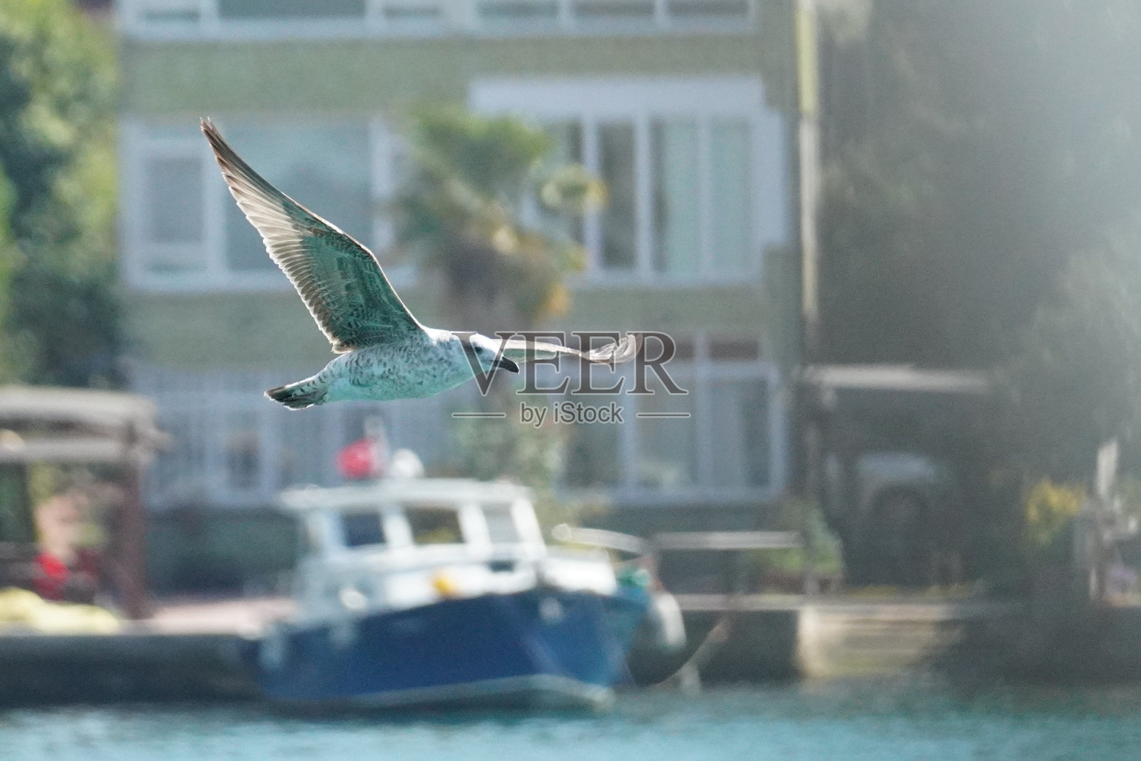 海鸥照片摄影图片