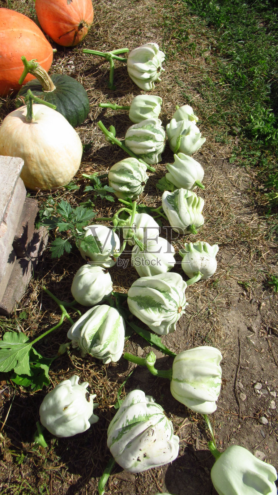 装饰性和可食用南瓜的丰收在土地上照片摄影图片