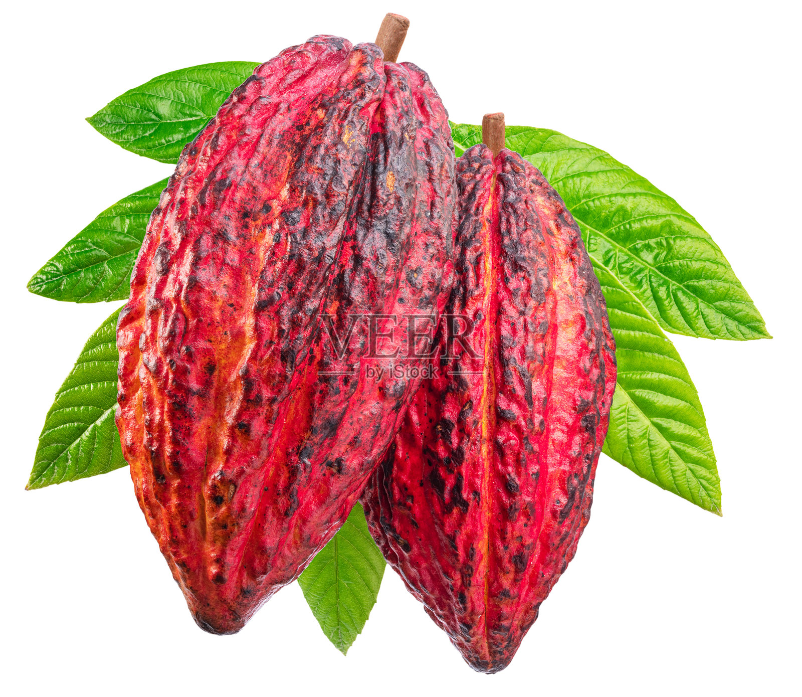 可可果或可可荚与绿色叶子在白色背景上隔离。照片摄影图片