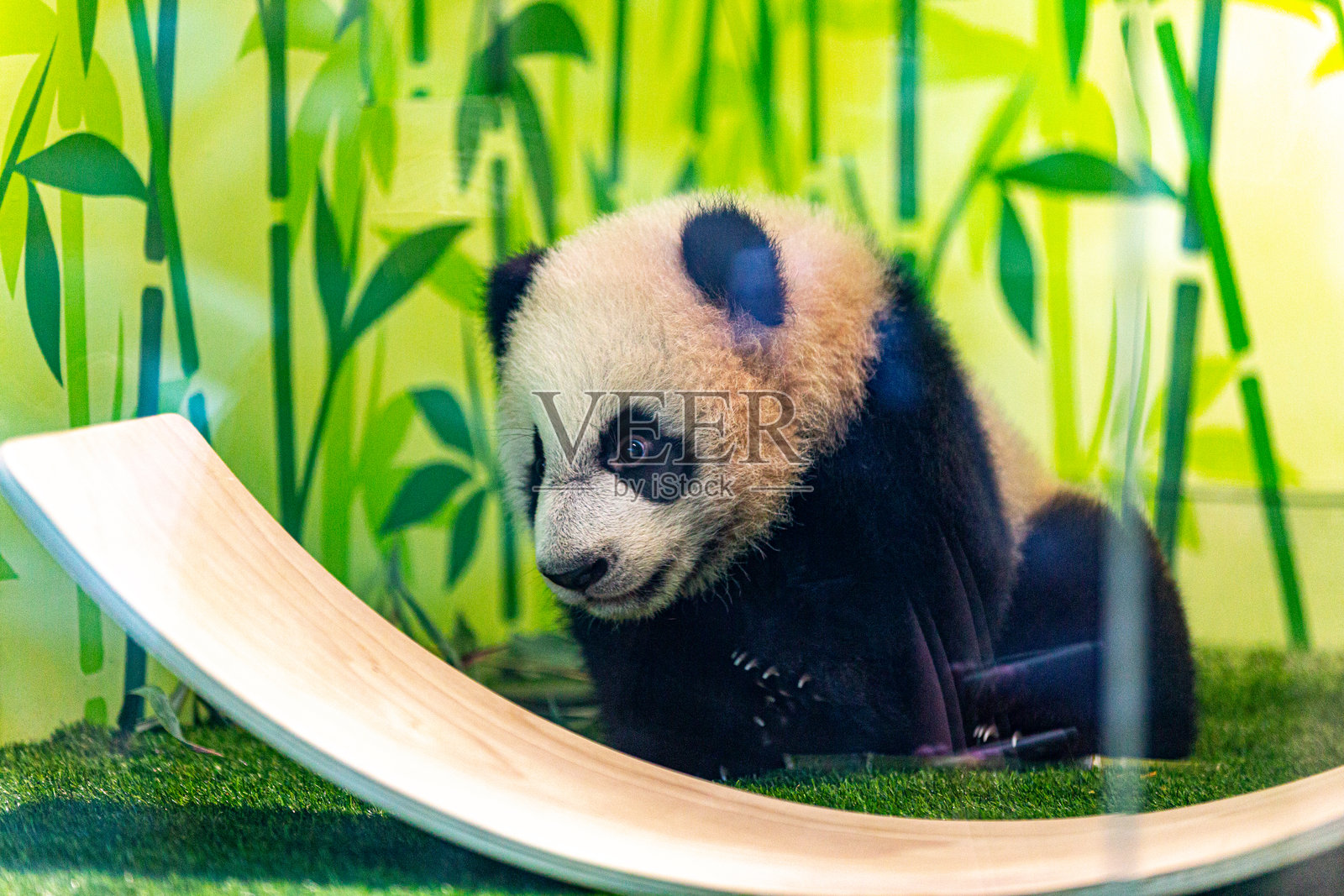 宝宝熊猫照片摄影图片