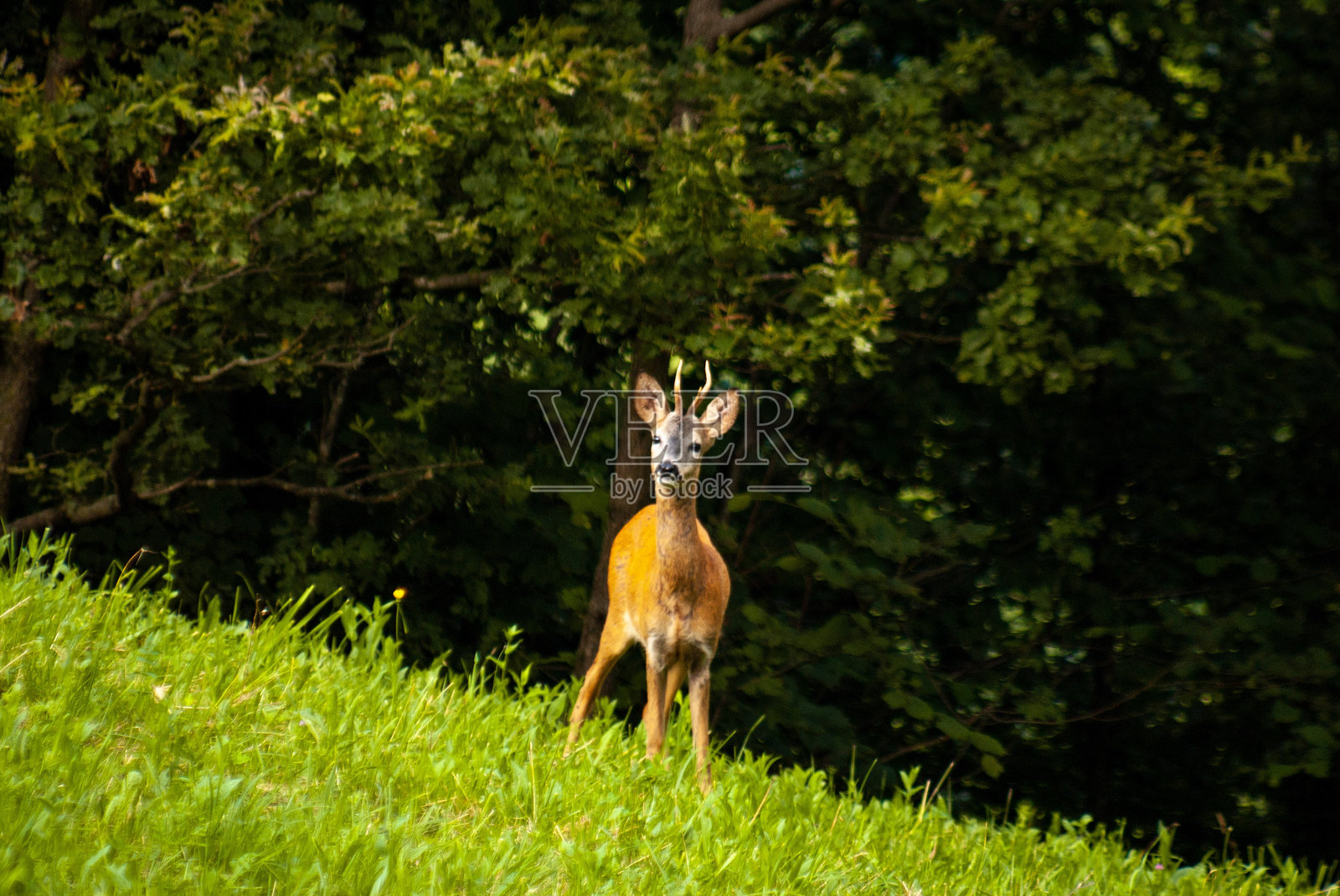 夏日清晨的斑点鹿站在森林边缘照片摄影图片