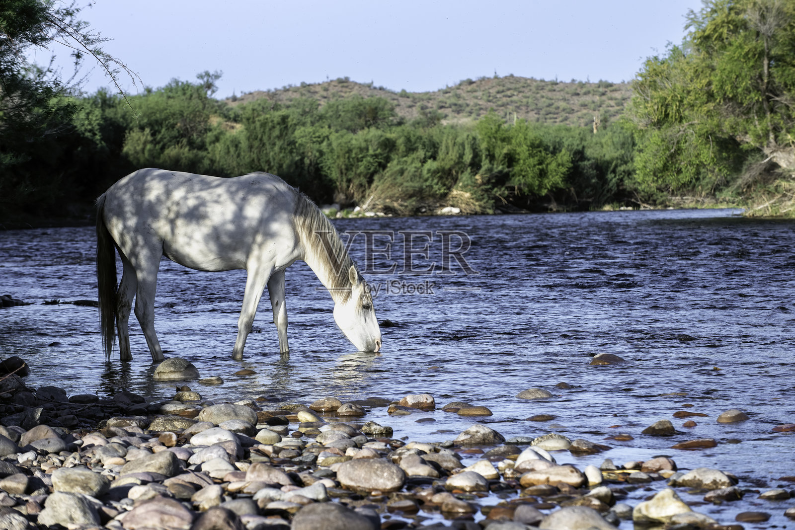 野马照片摄影图片