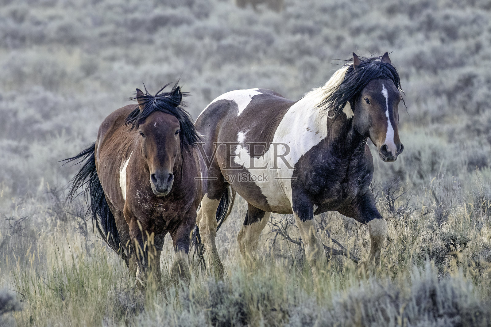 野马照片摄影图片