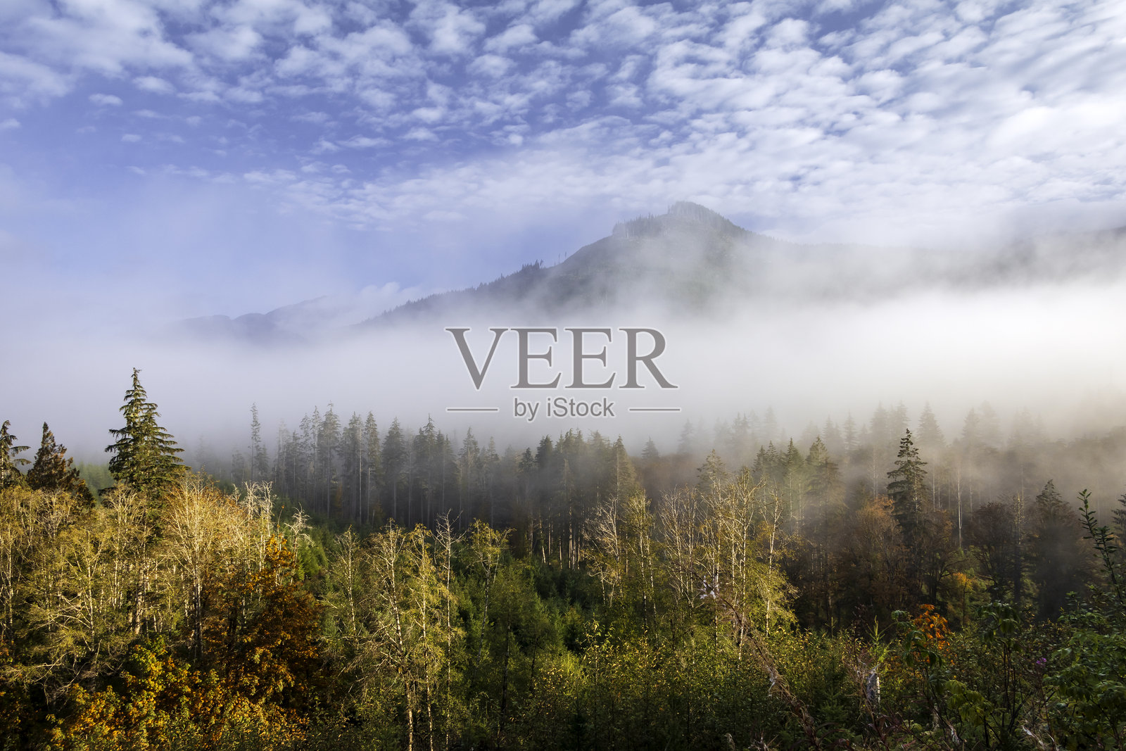 温哥华岛荒野地区照片摄影图片