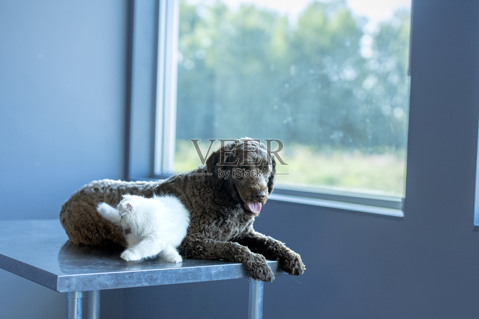 等待兽医照片摄影图片