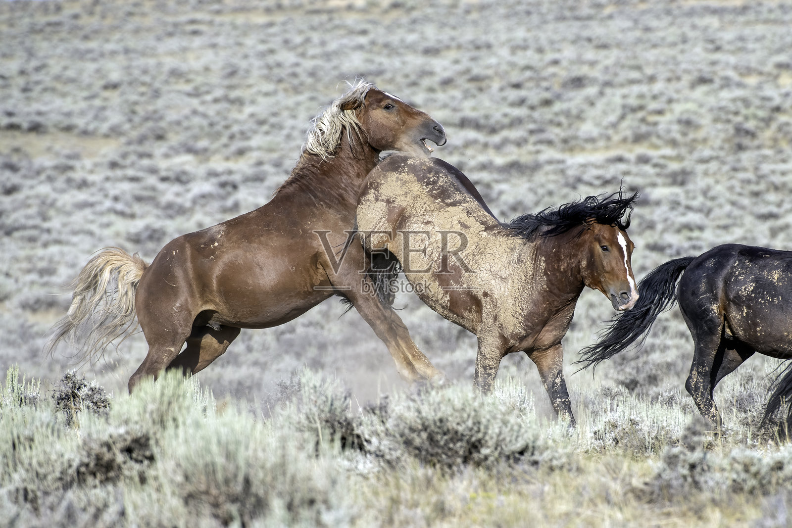 野马照片摄影图片