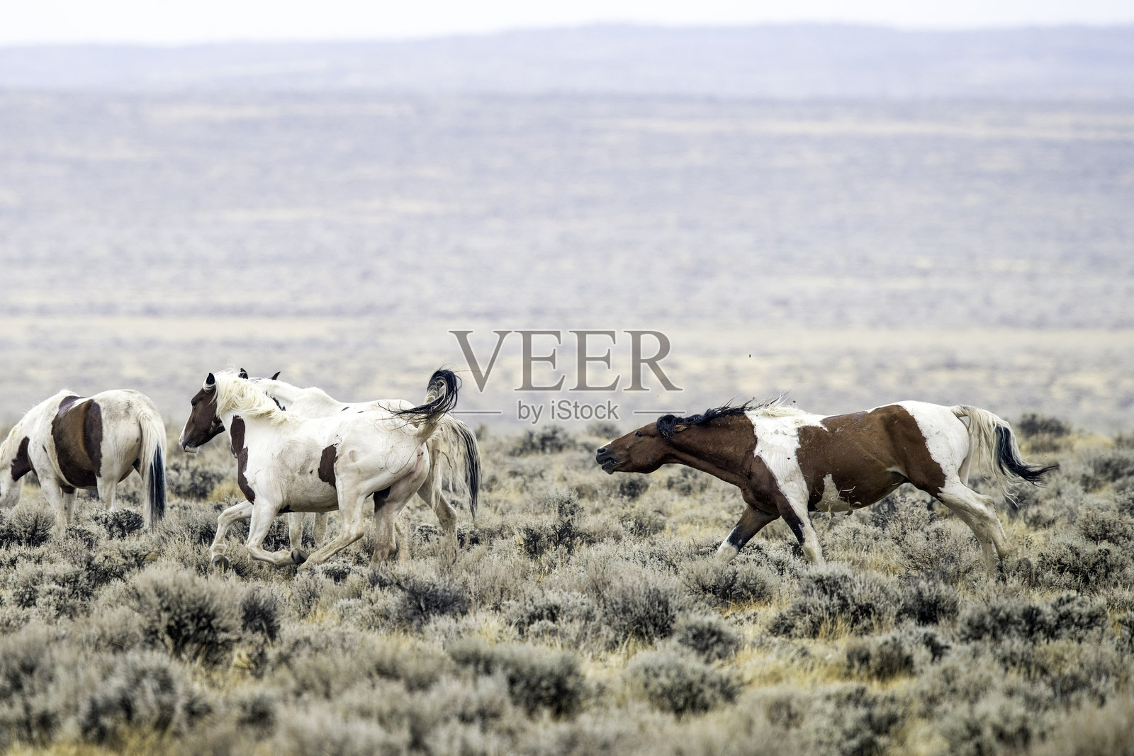 野马照片摄影图片