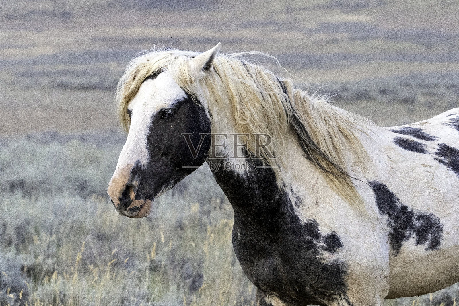 野马照片摄影图片