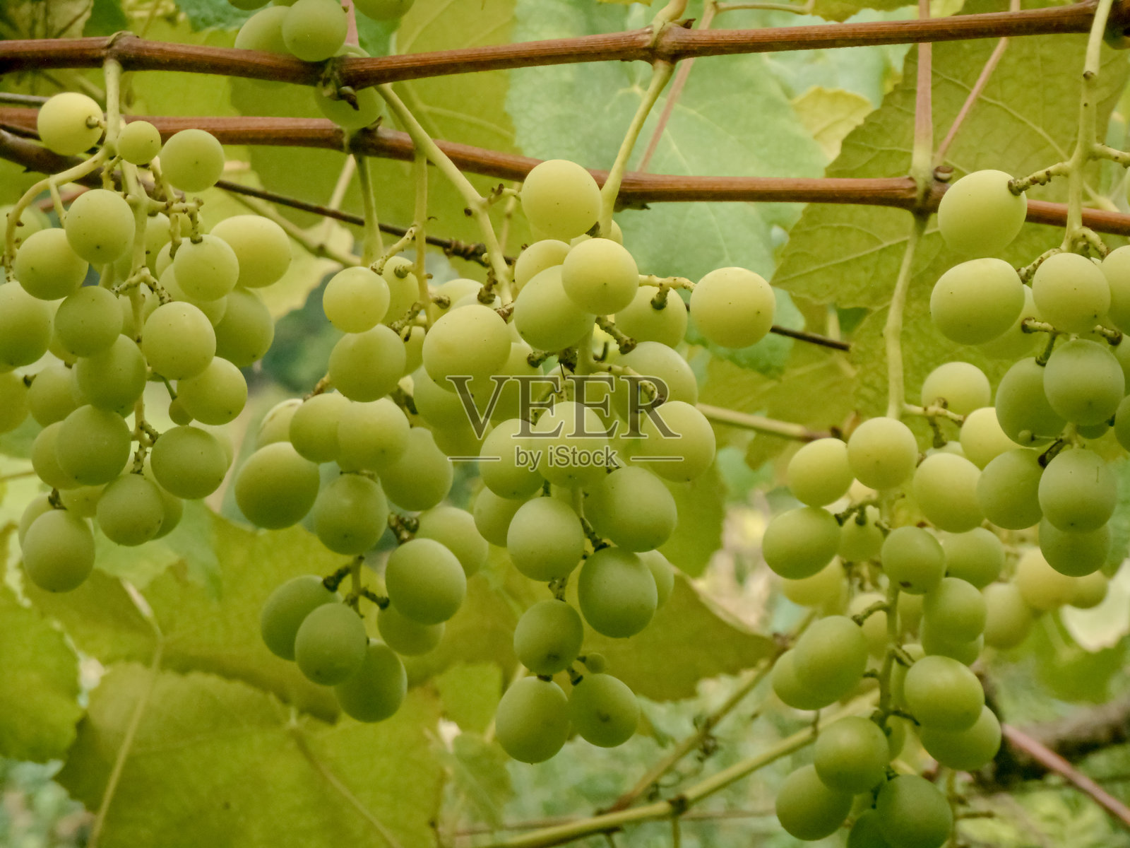 葡萄 / 葡萄藤 / 绿葡萄 / 葡萄种植 / 葡萄酒 / 欧洲葡萄 / 美国葡萄 / 葡萄属照片摄影图片