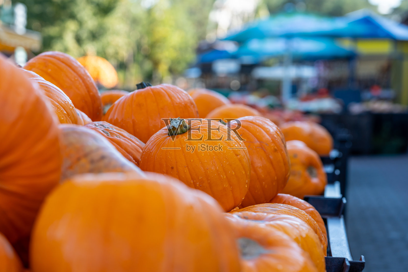 美丽的橙色万圣节南瓜堆在一起照片摄影图片