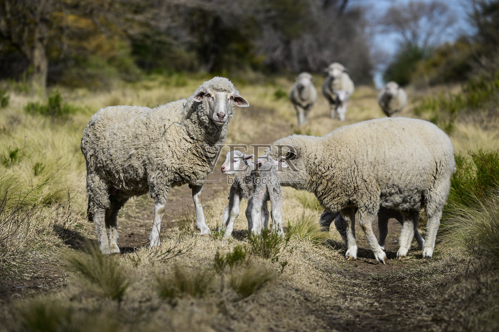 母羊和小羊在阿根廷巴塔哥尼亚的乡村环境中。照片摄影图片