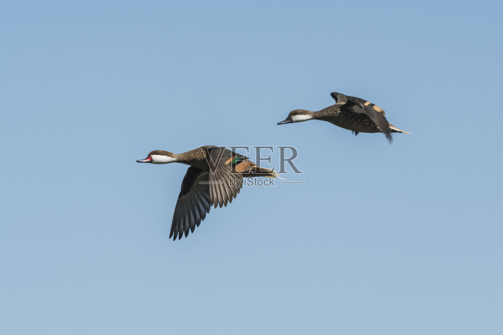 白颊斑头鸭，Anas bahamensis，阿根廷巴塔哥尼亚拉潘帕。照片摄影图片