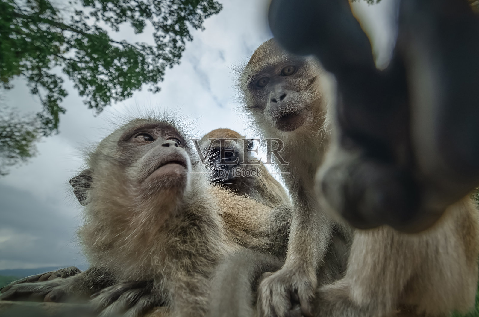 一群猴子的特写镜头照片摄影图片
