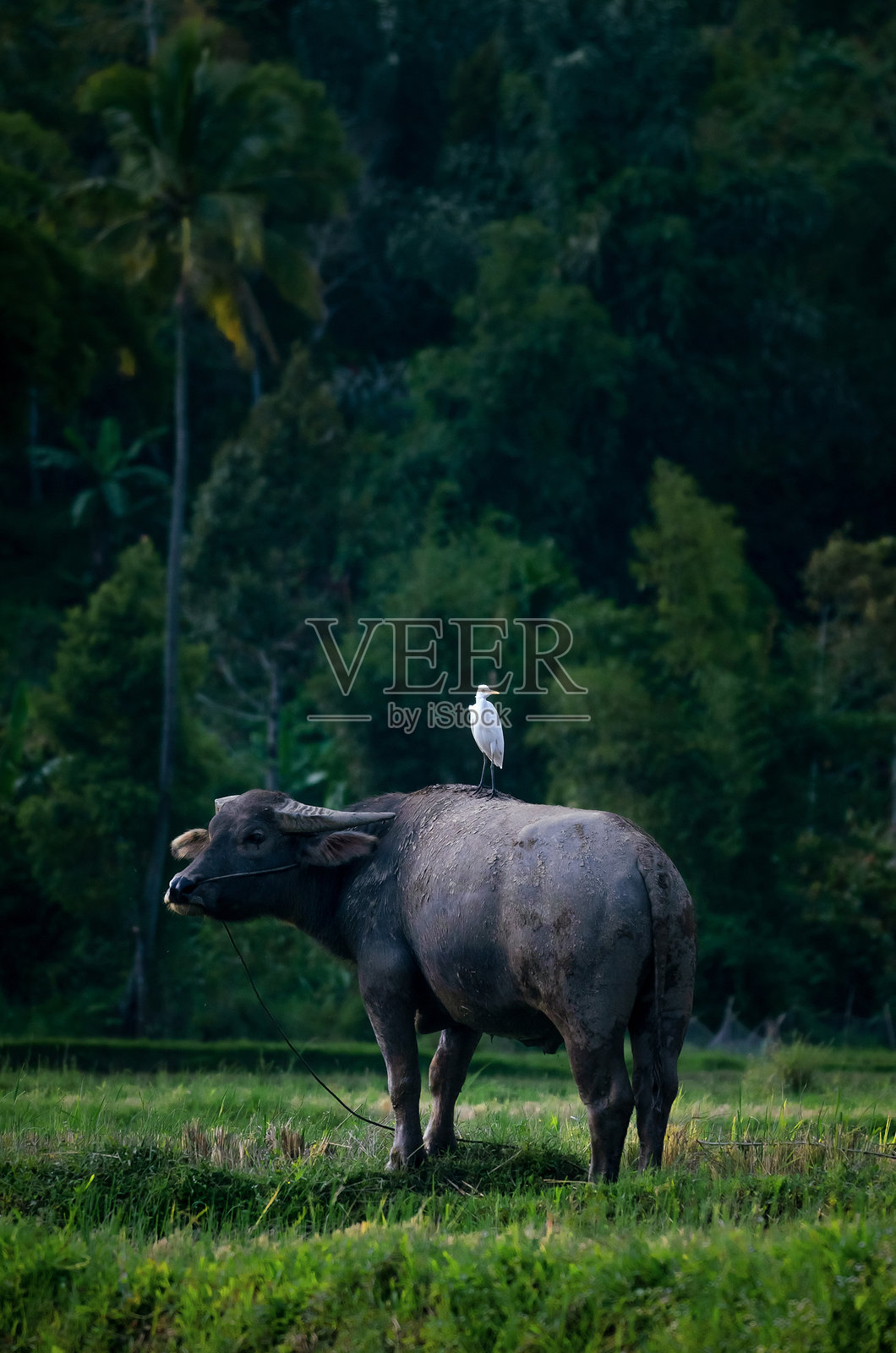 田野中的水牛与白鹳照片摄影图片