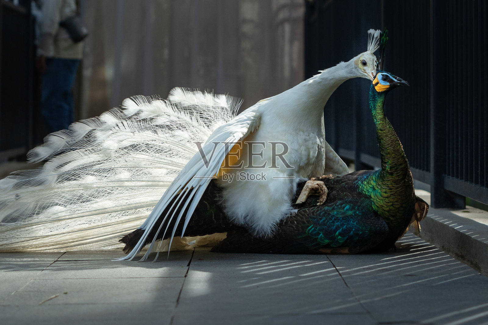 一只雄性白孔雀与一只雌性绿孔雀照片摄影图片