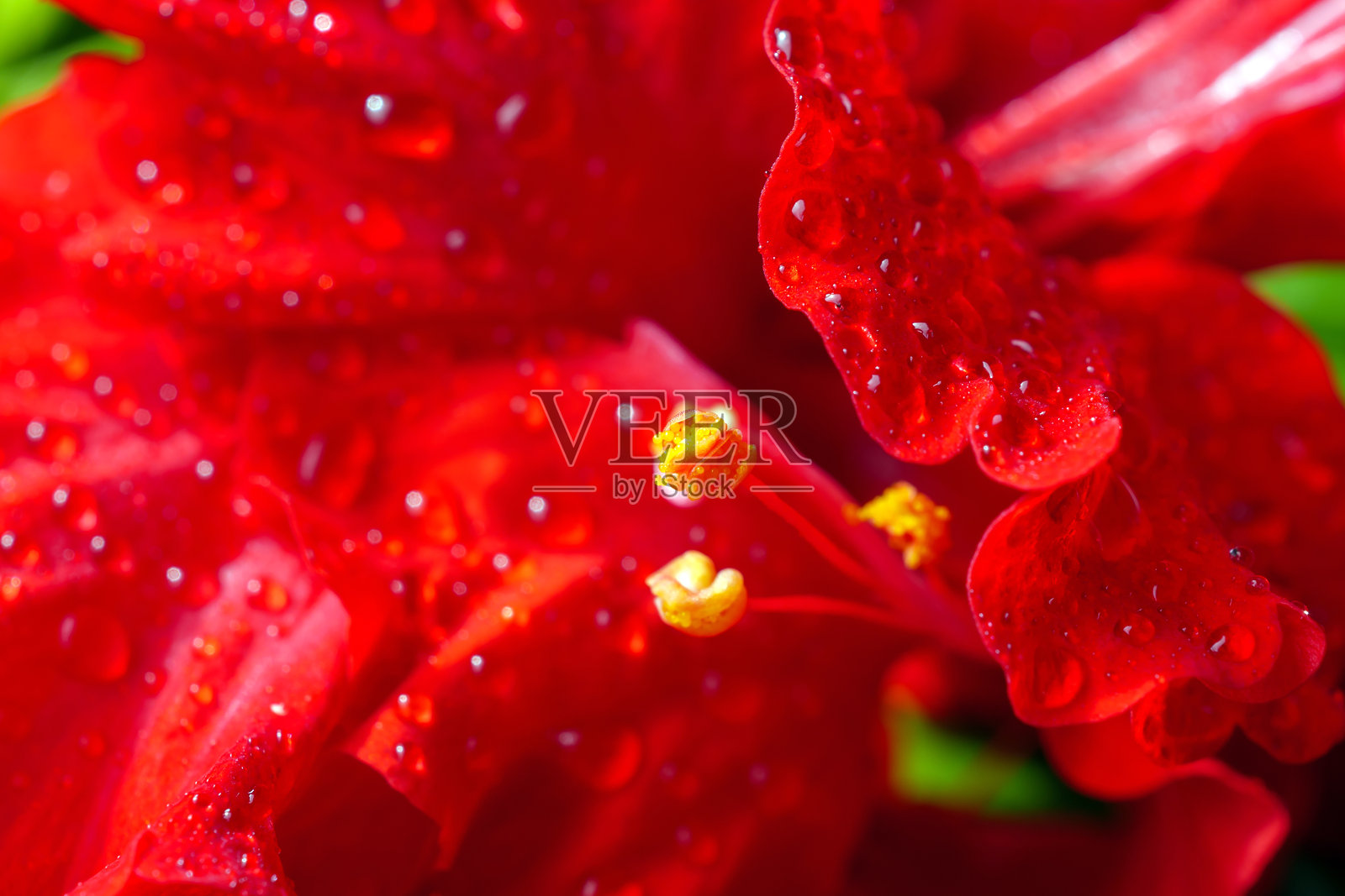 红色木槿花的花粉特写，水滴附着在红色木槿花的花粉上，使用微距镜头拍摄的红色木槿花花粉特写。照片摄影图片