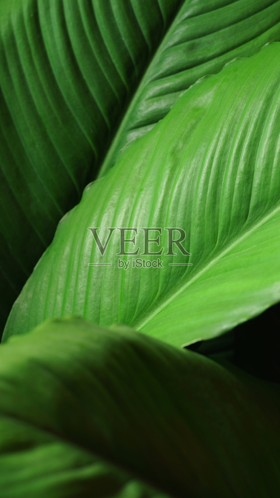 特写宏观自然异国情调明亮绿色叶子纹理热带丛林植物抽象背景。曲线叶子花卉植物桌面壁纸，网站封面背景。照片摄影图片