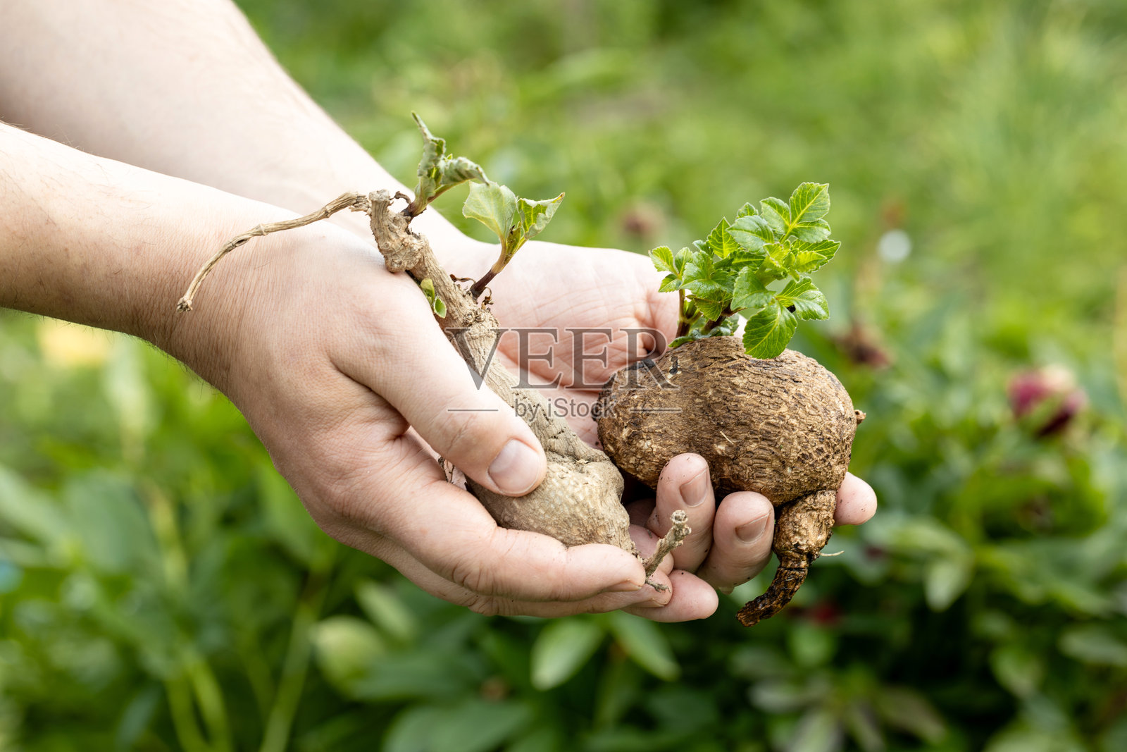 手中握着带有绿色芽的大丽花球根照片摄影图片