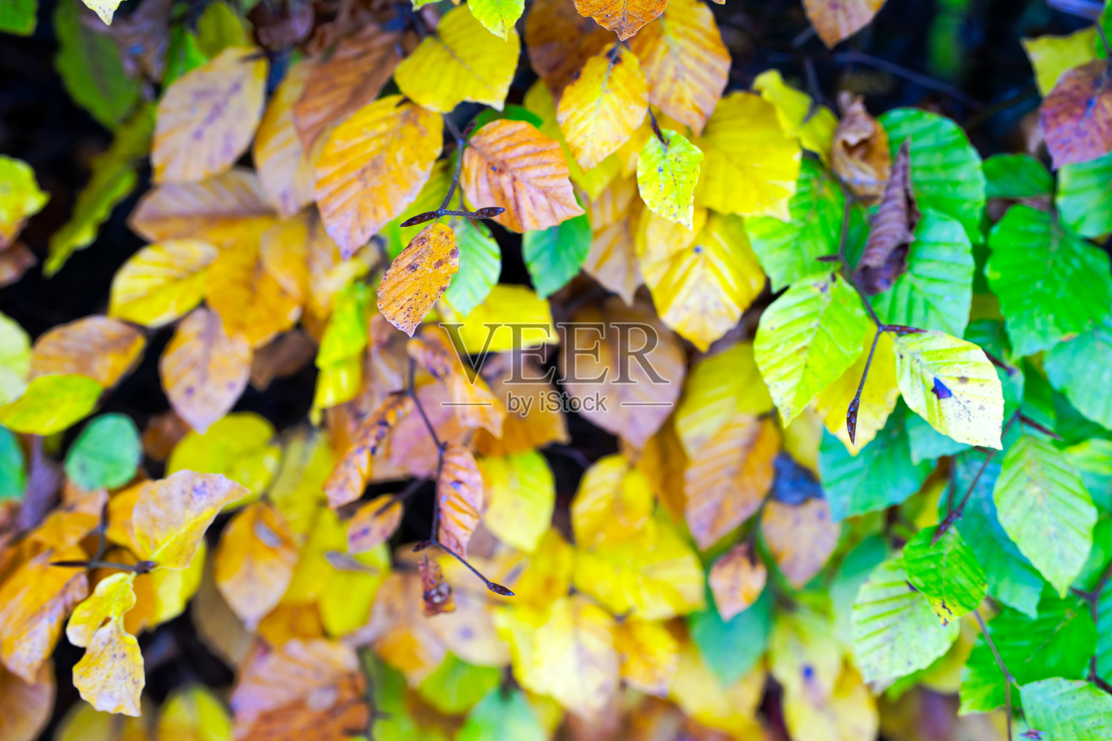 瑞士苏黎世秋日小径上的绿色、黄色和棕色秋叶特写。照片摄影图片