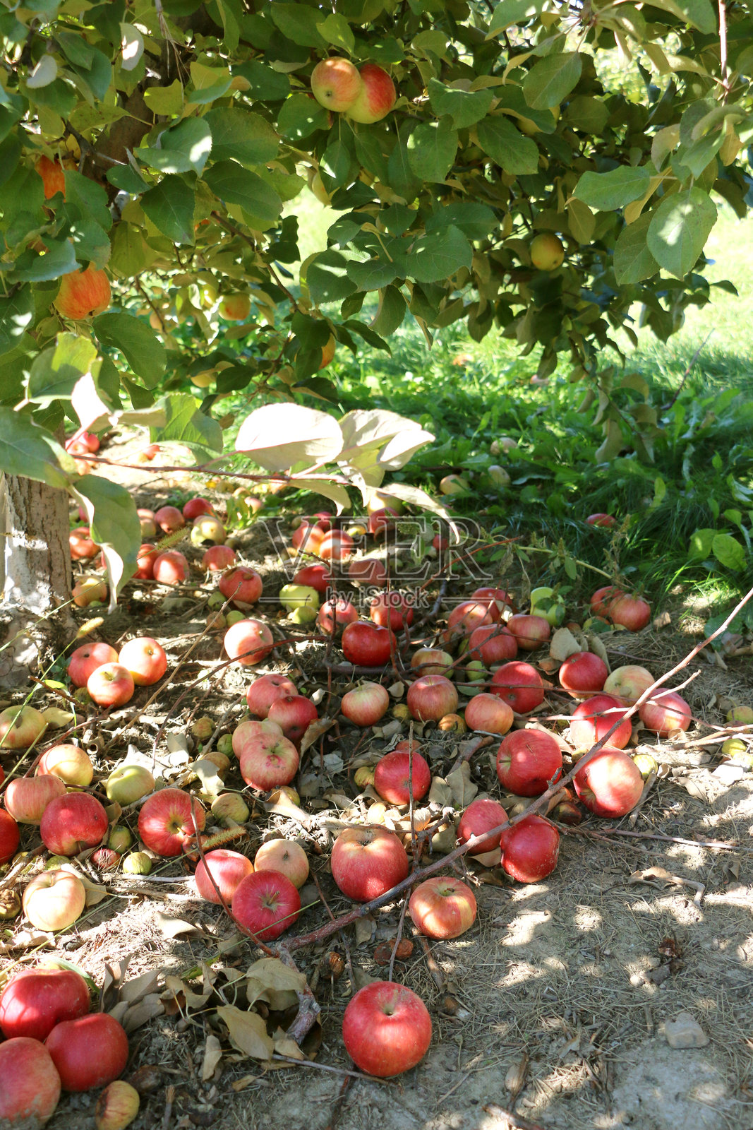 苹果收获照片摄影图片
