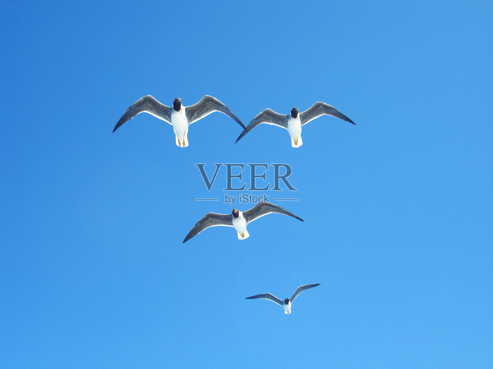 空中飞翔的白眼鸥照片摄影图片