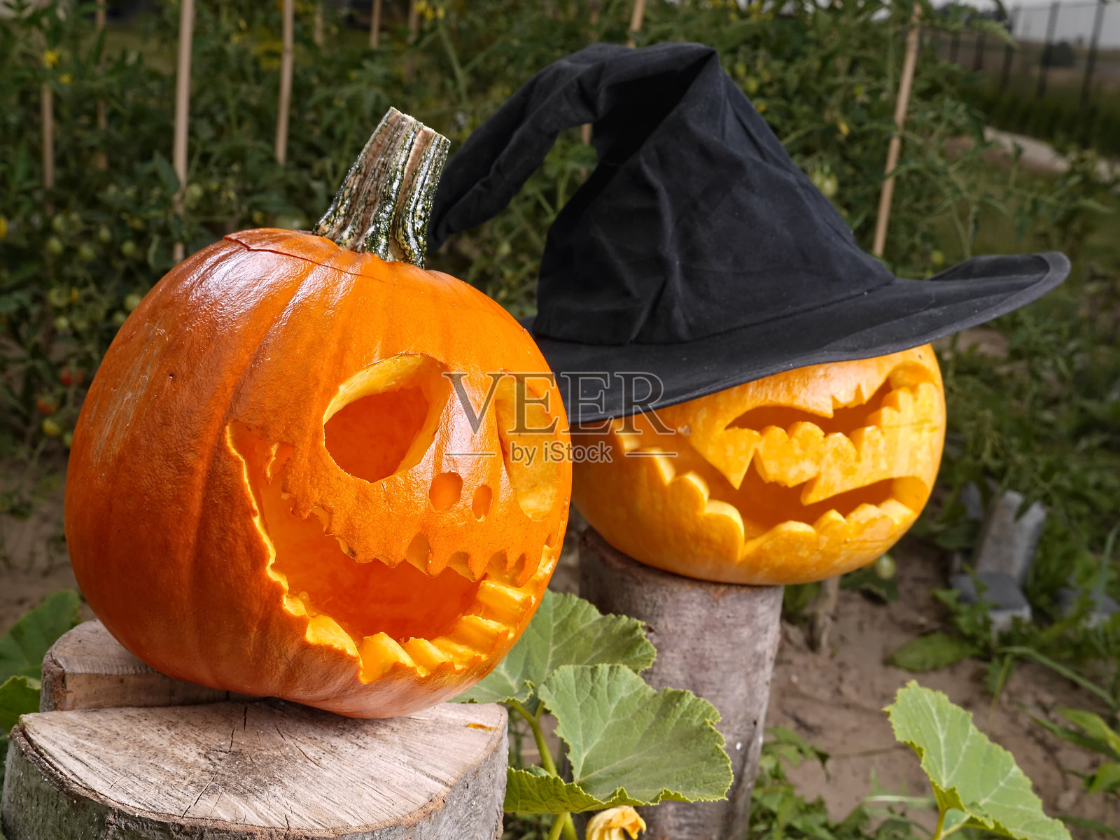 南瓜灯照片摄影图片