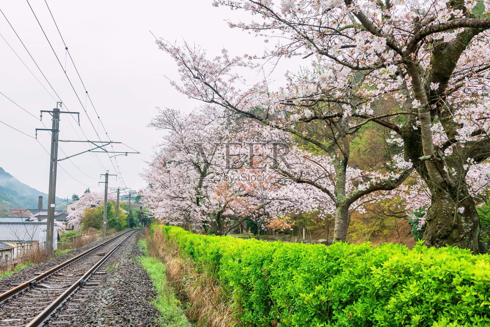 伊万里市登山神社沿铁路的粉色樱花隧道照片摄影图片