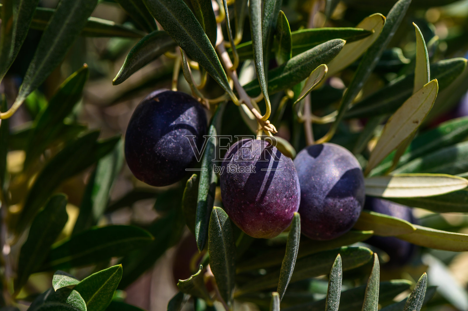 在理想的地中海风景中，阳光下丰盛树枝上的成熟橄榄照片摄影图片
