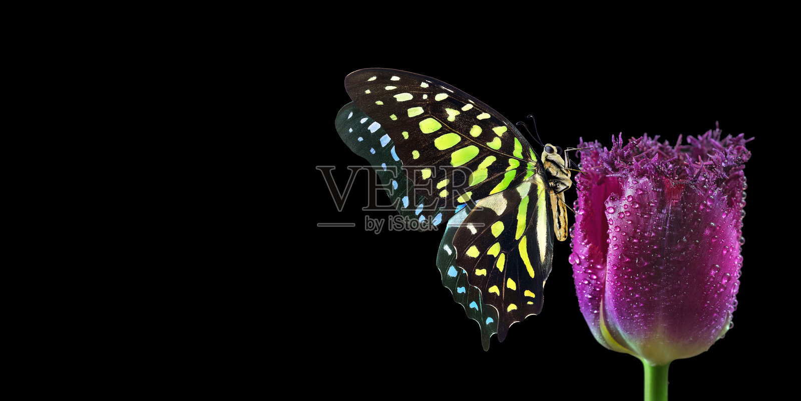 明亮的斑点蝴蝶停在多彩的紫色郁金香上，水滴点缀，背景为黑色。阿甘美龙蝴蝶。绿斑三角蝴蝶。尾绿鹦鹉。留白空间。照片摄影图片