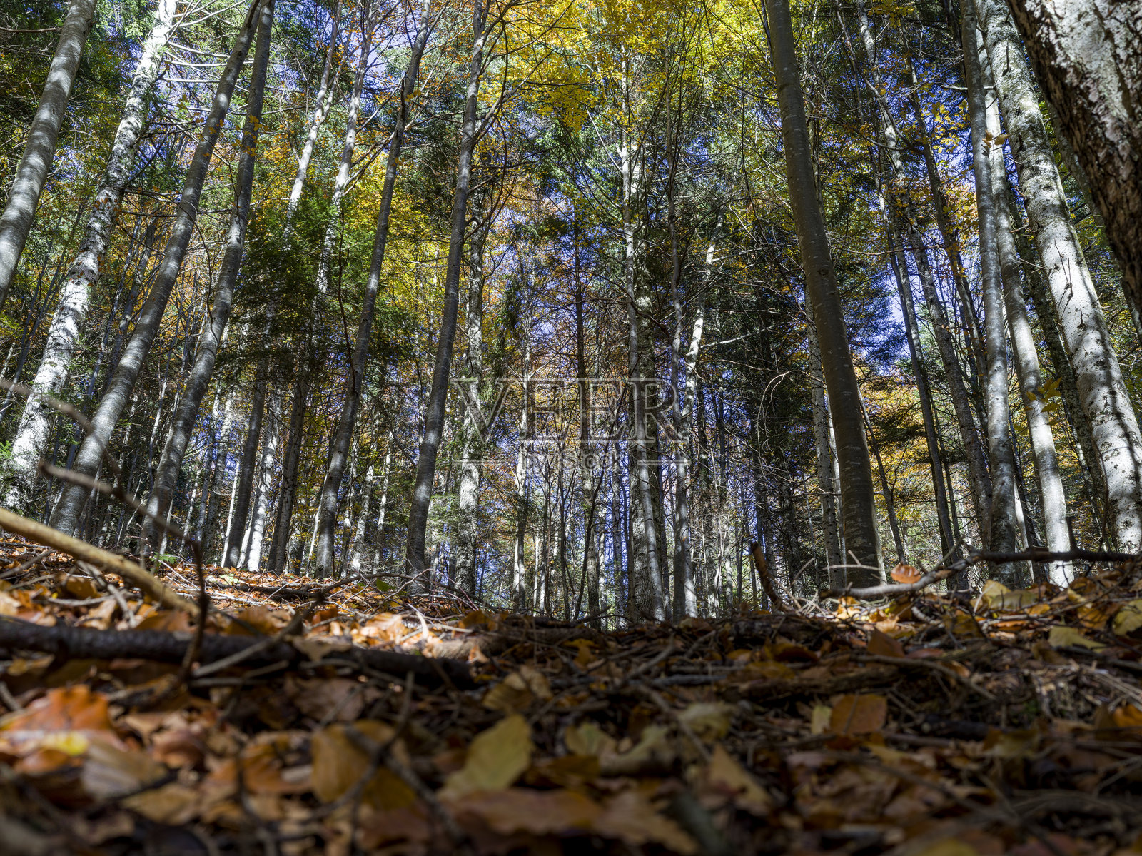 秋天的阿西亚戈山林特写照片摄影图片